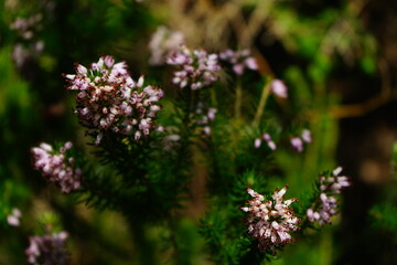 Spring wild flower in bloom