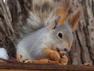 squirrel on a tree