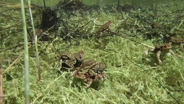 Common toad (Bufo bufo) pair is swimming around the shallow edges of the pond, the gelatinous egg strings tangled in plant stalks.
