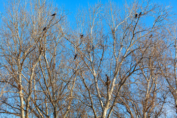 Crows on the bare trees . Birds on the leafless branches