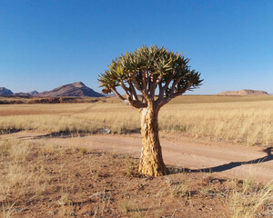 Quiver tree (Aloe dichotoma) in the Namib Desert, Namib Naukluft National Park, Namibia