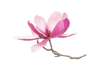 Schilderijen op glas Pink magnolia flowers isolated on white background © xiaoliangge
