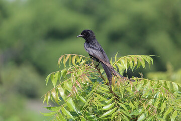 Fototapeta premium Black drongo bird sitting on the green Neem tree's branch