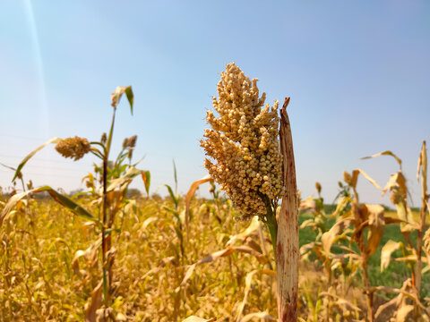 Fields of Juar, jowar , Sorghum crop ready for harvesting