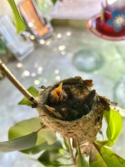 bird in nest