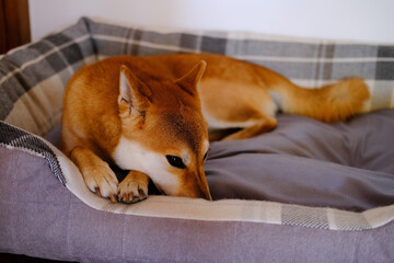 Shiba Inu, dog, close up, beautiful puppy