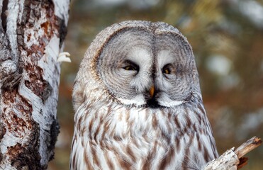 an owl is sitting on a branch