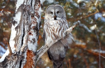 an owl is sitting on a branch