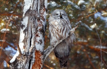 an owl is sitting on a branch