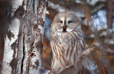 an owl is sitting on a branch