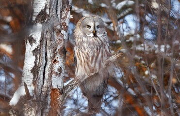 an owl is sitting on a branch