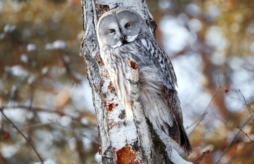 an owl is sitting on a branch