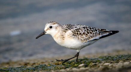 Sanderling on the shores of the Rhine