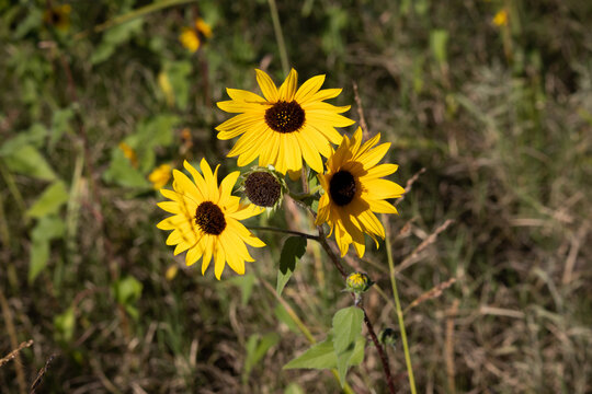 Wild Desert Sunflowers El Paso TX