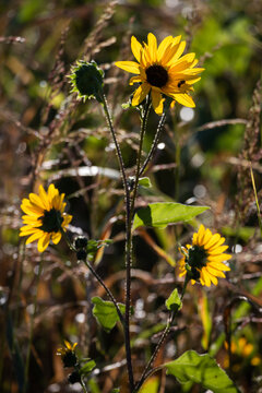Wild Desert Sunflowers El Paso TX