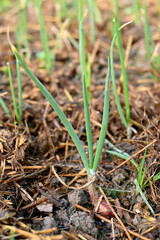 closeup the bunch ripe green onion plants growing in the farm over out of focus green brown background.