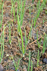Fototapeta premium closeup the bunch ripe green onion plants growing in the farm over out of focus green brown background.