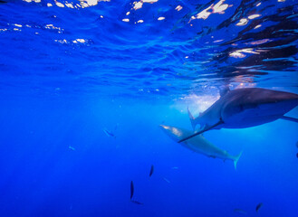 Naklejka premium Underwater photo taken from the ocean. Shark and small fish. Free space for text