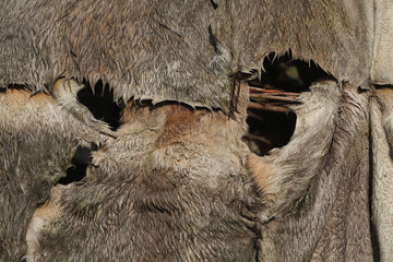 A close-up of a tent made of animal hides and branches
