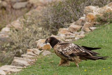 Gypaète barbu, immature, .Gypaetus barbatus, Bearded Vulture