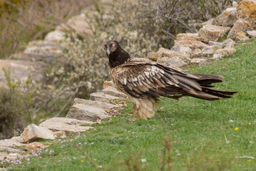 Gypaète barbu, immature, .Gypaetus barbatus, Bearded Vulture