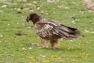 Gypaète barbu, immature, .Gypaetus barbatus, Bearded Vulture