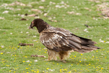 Gypaète barbu, immature, .Gypaetus barbatus, Bearded Vulture