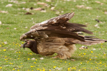 Gypaète barbu, immature, .Gypaetus barbatus, Bearded Vulture