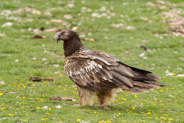 Gypaète barbu, immature, .Gypaetus barbatus, Bearded Vulture