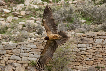 Gypaète barbu, immature, .Gypaetus barbatus, Bearded Vulture