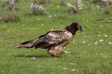 Gypaète barbu, immature, .Gypaetus barbatus, Bearded Vulture