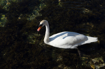 Beautiful white swan swims in the clean and transparent sea, by the coastline, in Dalmatia, Croatia