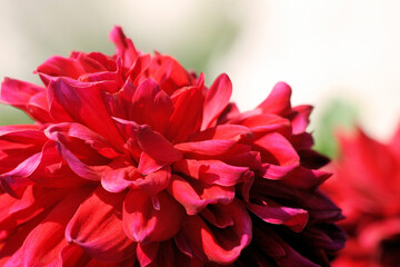 red dahlia flower