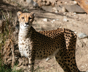 A Cheetah Overlooks its Habitat Alert for Danger or Prey