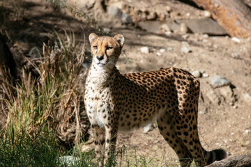 A Cheetah Overlooks its Habitat Alert for Danger or Prey