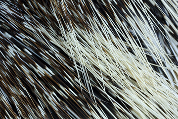 A close-up of the razor-sharp quills of a Porcupine
