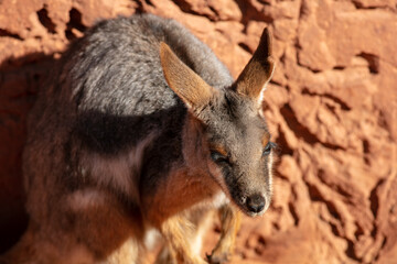 A Wallaby in its Zoo Habitat