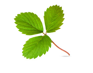 strawberry leaf isolated on a white background