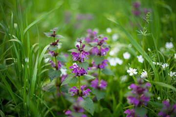 Purple blossom on light spring meadow