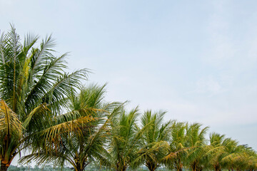 Fototapeta na wymiar Coconut tree cloudy sky background