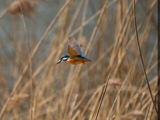 Kingfisher in flight