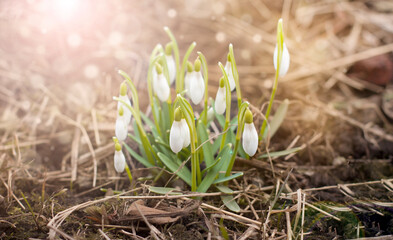 Bouquet of snowdrops in the sun in the forest
