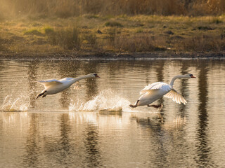 birds in flight