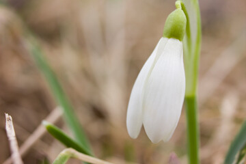Snowdrops macro, the first flowers of spring