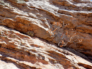 A Cactus and small plant grow from a crack in an eroded Sandstone wall in the Bears Ears wilderness area of Southern Utah.