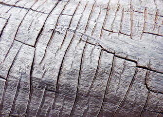 Cracked sun bleached Cotton wood trunk in the Bears Ears desert wilderness area of Southern Utah.