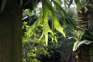 leaves in the forest