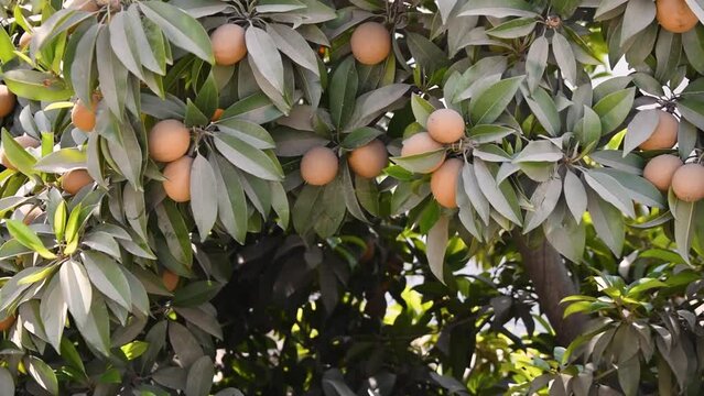 Fresh chiku fruit on the chiku tree during sunny summer day. Indian fruit sapota on tree. Healthy and organic farm food concept. Manilkara zapota commonly known as sapodilla, sapota, chikoo, naseberry