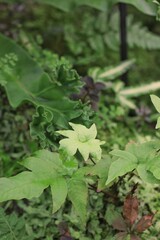 leaves in the forest