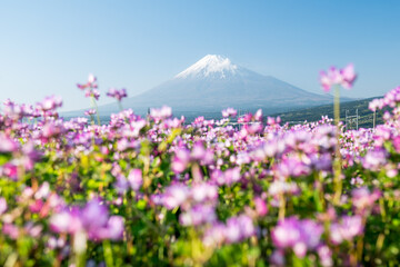 Obraz na płótnie Canvas Mount Fuji with cosmos flowers in spring, Shizuoka Prefecture, Japan